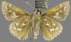 Hesperia assiniboia