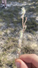 Froelichia floridana
