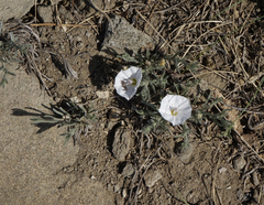 Convolvulus ammannii