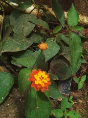 Lantana horrida