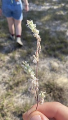 Froelichia floridana