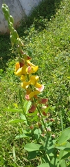 Crotalaria retusa