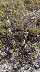 Froelichia floridana