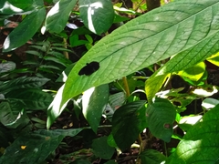 Catonephele acontius