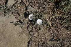 Convolvulus ammannii