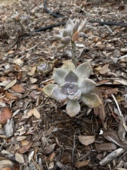 Graptopetalum