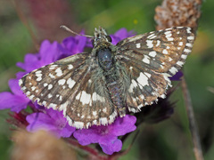 Carcharodina