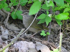 Arremonops rufivirgatus