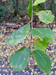 Salix caprea
