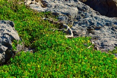 Borrichia arborescens