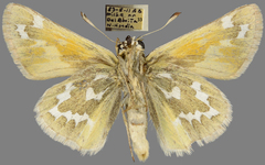 Hesperia assiniboia