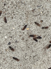 Reticulitermes flavipes