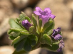 Phacelia filiae
