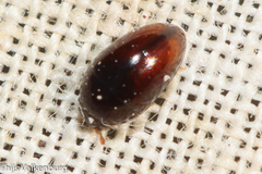 Phalacridae
