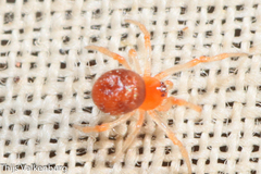 Ruborridion musivum