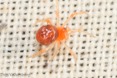 Ruborridion musivum