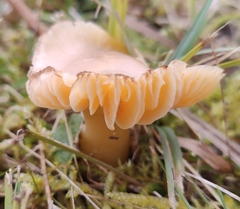 Hygrocybe quieta