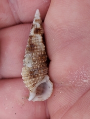 Cerithium atratum