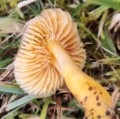 Hygrocybe quieta
