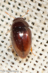 Phalacridae