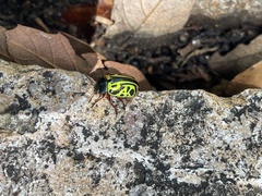 Calligrapha serpentina