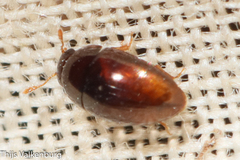 Phalacridae