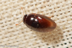 Phalacridae