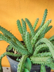 Euphorbia trigona