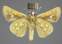 Hesperia assiniboia