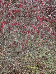Symphoricarpos orbiculatus