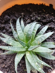 Aristaloe aristata