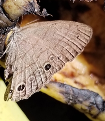 Hermeuptychia sosybius