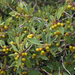 Sierra Hoary Coffeeberry - Photo (c) Steve Matson, some rights reserved (CC BY), uploaded by Steve Matson