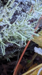 Cladonia digitata