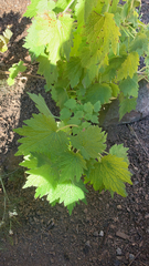 Leonurus quinquelobatus