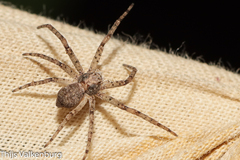 Philodromus
