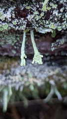 Cladonia digitata
