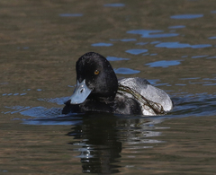 Aythya affinis