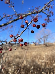 Malus baccata