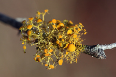 Teloschistes exilis