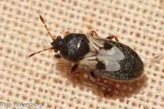 Dimorphopterus brachypterus