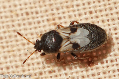 Dimorphopterus brachypterus