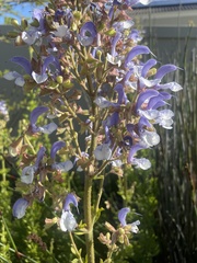 Salvia chamelaeagnea