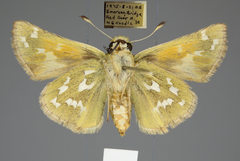 Hesperia assiniboia