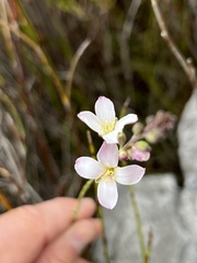Heliophila macra