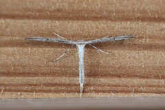 Hellinsia longifrons