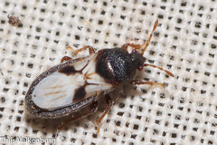 Dimorphopterus brachypterus