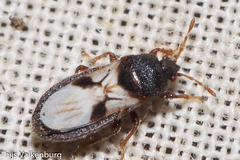 Dimorphopterus brachypterus