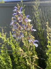 Salvia chamelaeagnea