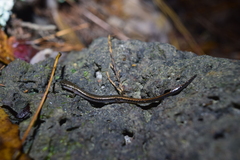 Eurycea quadridigitata